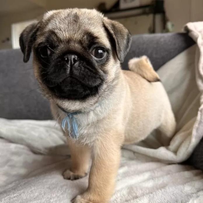 パグ(高知県・男の子・2025/12/05・フォーン)の子犬情報! | 梅原 俊順ブリーダー(1086)