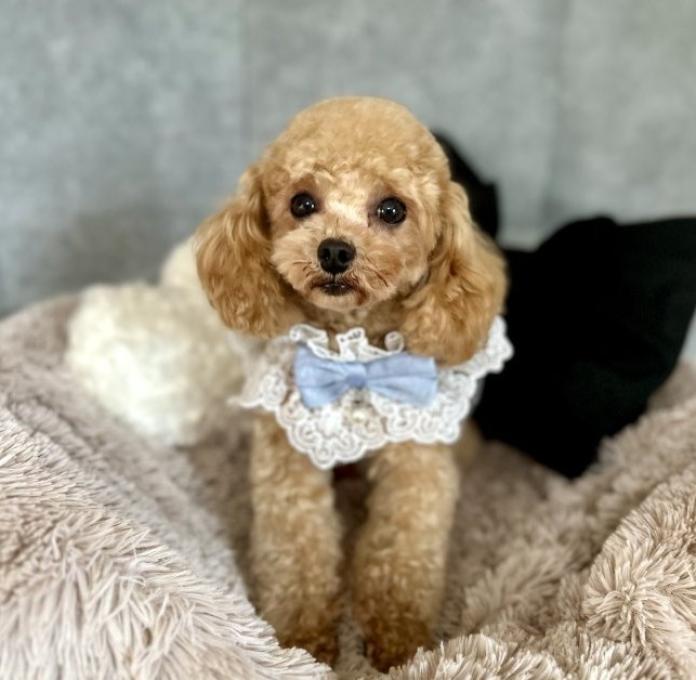犬のプロフィール画像