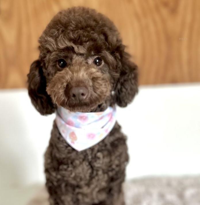 犬のプロフィール画像