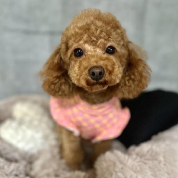 犬のプロフィール画像