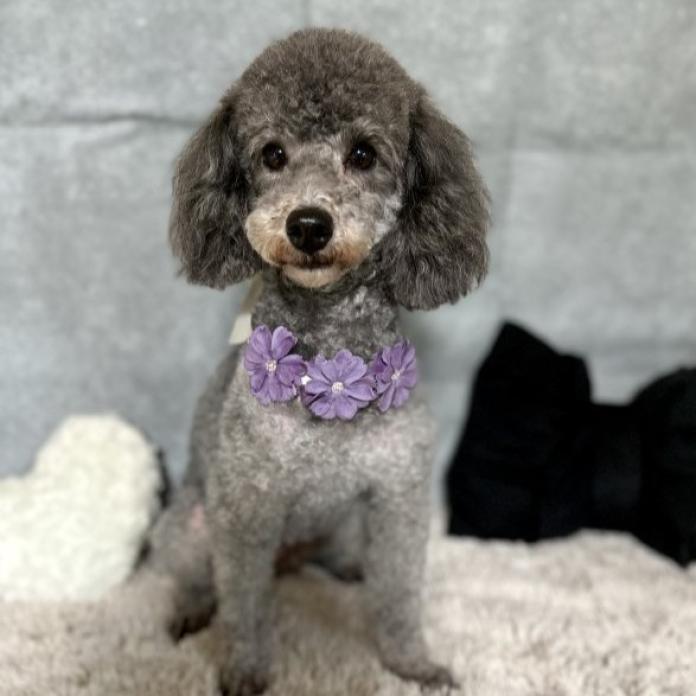 犬のプロフィール画像