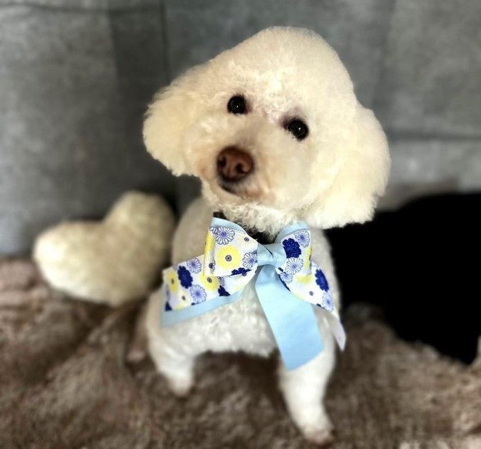 犬のプロフィール画像