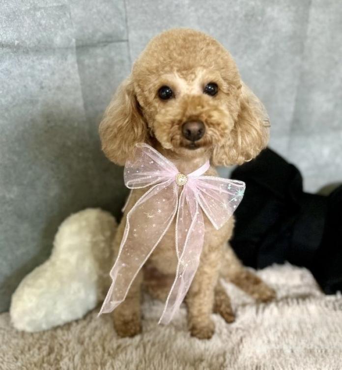 犬のプロフィール画像
