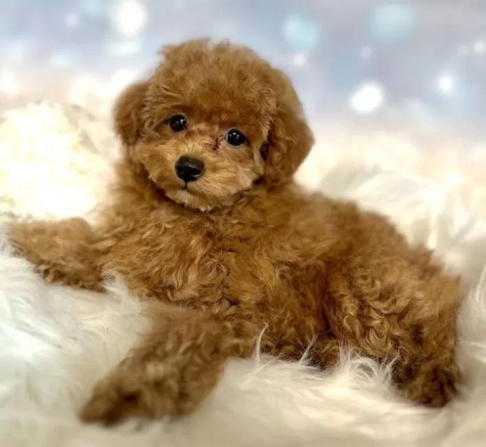 トイプードル(新潟県・女の子・2025/10/08・レッド)の子犬情報! | 齋藤 栞ブリーダー(1104)