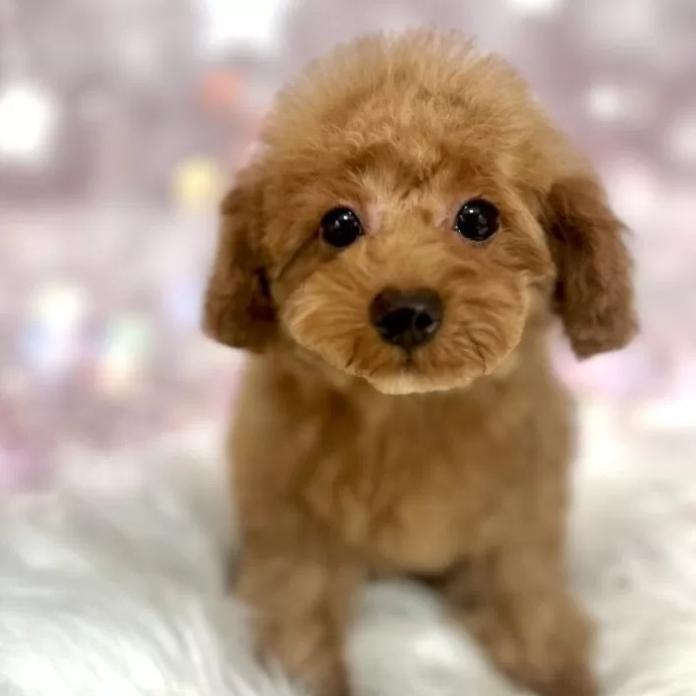 トイプードル(新潟県・女の子・2025/10/08・レッド)の子犬情報! | 齋藤 栞ブリーダー(1104)