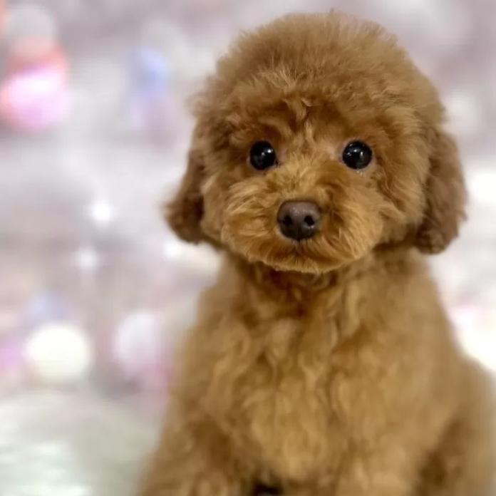 トイプードル(新潟県・男の子・2025/10/08・レッド)の子犬情報! | 齋藤 栞ブリーダー(1106)