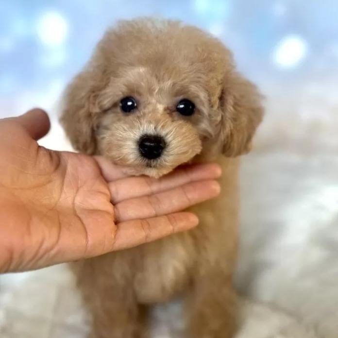 トイプードル(新潟県・男の子・2025/10/08・アプリコット)の子犬情報! | 齋藤 栞ブリーダー(1107)