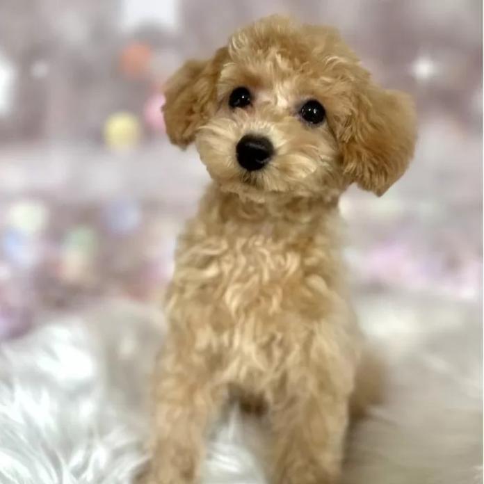 トイプードル(新潟県・男の子・2025/10/08・アプリコット)の子犬情報! | 齋藤 栞ブリーダー(1107)