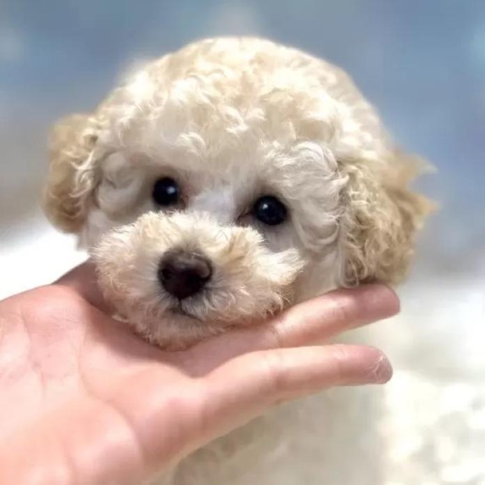 トイプードル(新潟県・女の子・2025/09/27・ペールフォーン)の子犬情報! | 齋藤 栞ブリーダー(1108)