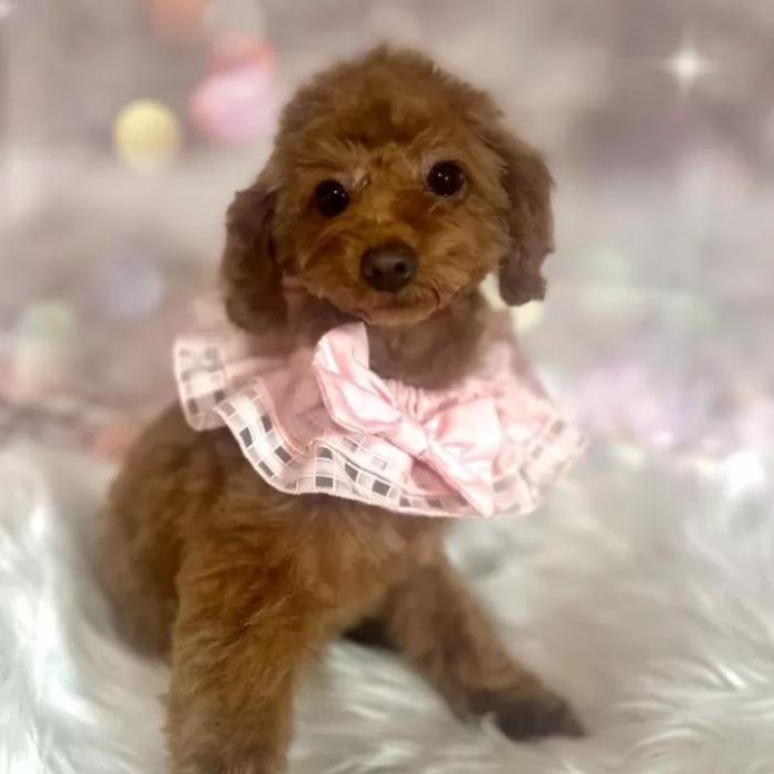 トイプードル(新潟県・女の子・2025/10/08・レッド)の子犬情報! | 齋藤 栞ブリーダー(1142)