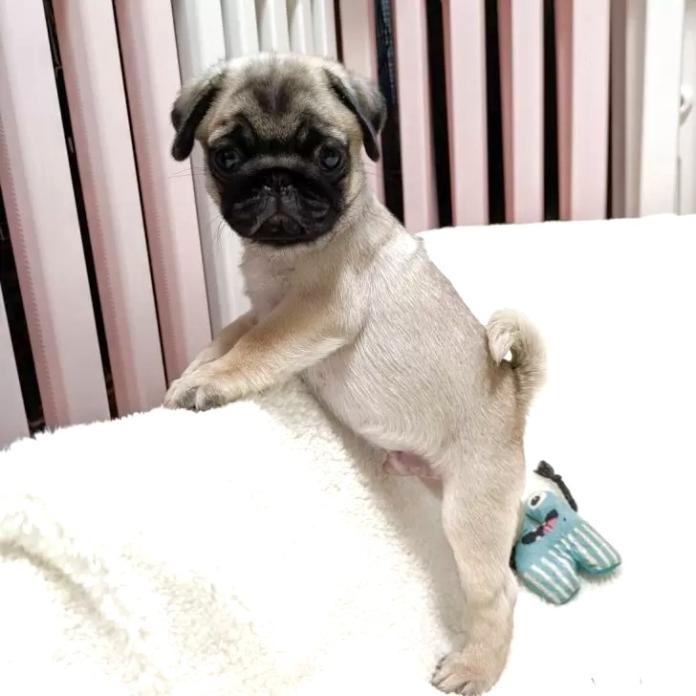 パグ(神奈川県・男の子・2025/06/22・フォーン)の子犬情報! | 須山 浜子ブリーダー(1109)