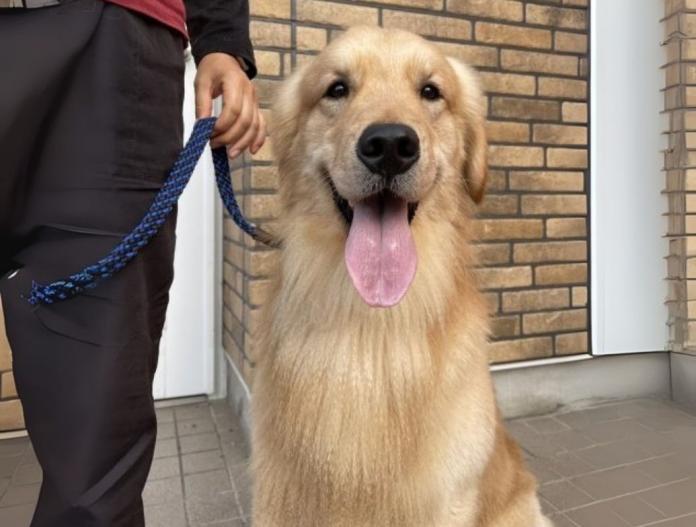 犬のプロフィール画像