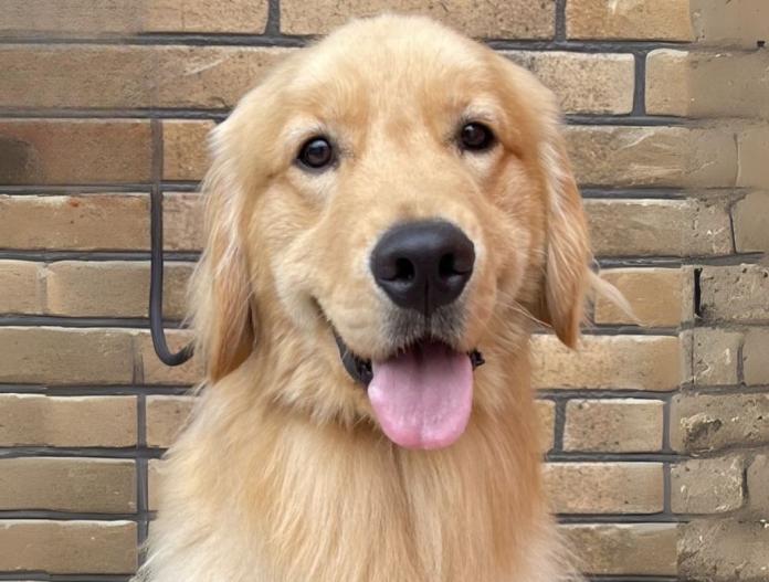 犬のプロフィール画像