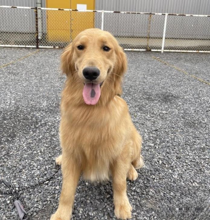 犬のプロフィール画像