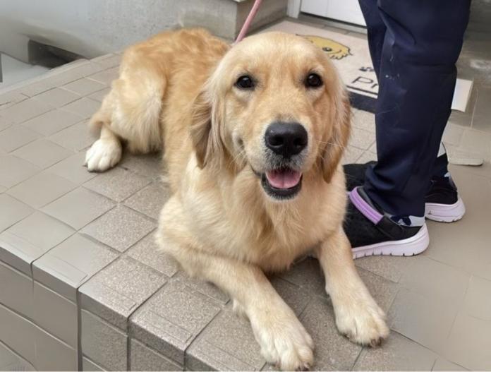 犬のプロフィール画像