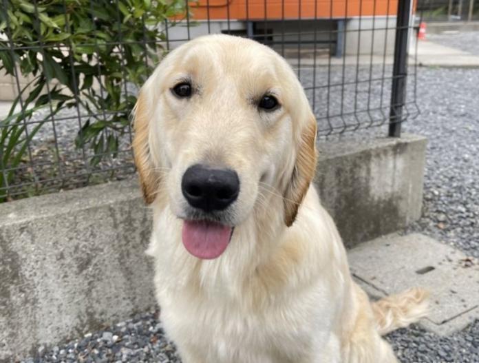 犬のプロフィール画像