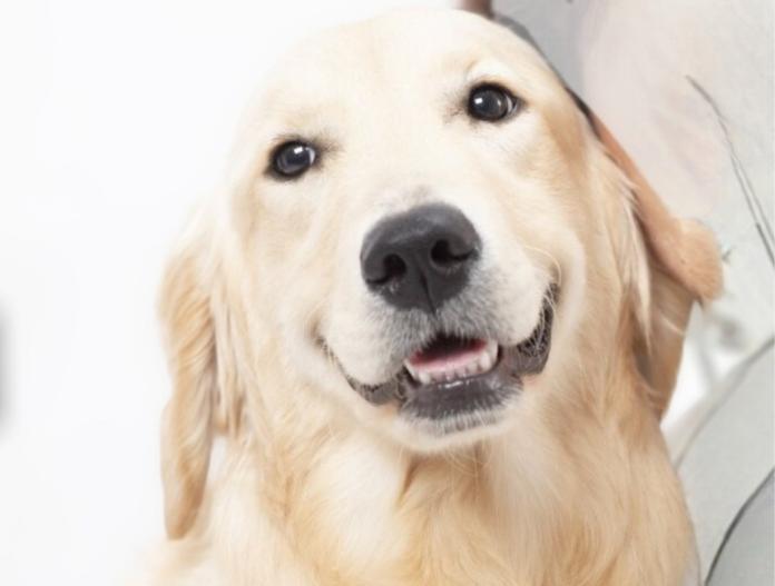 犬のプロフィール画像