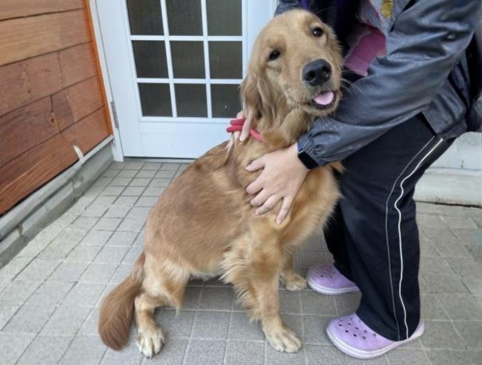 犬のプロフィール画像