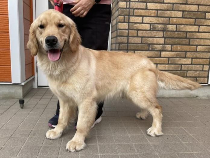 犬のプロフィール画像