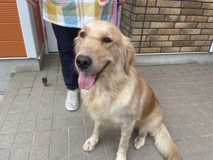 犬のプロフィール画像
