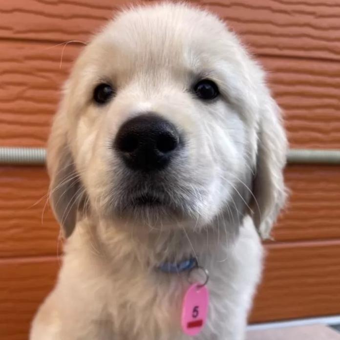 ゴールデンレトリバー(茨城県・男の子・2026/01/03・ゴールド)の子犬情報! | 福田 祥子ブリーダー(1162)