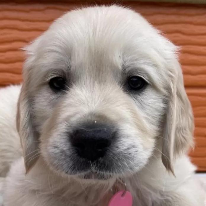 ゴールデンレトリバー(茨城県・男の子・2026/01/03・ゴールド)の子犬情報! | 福田 祥子ブリーダー(1163)