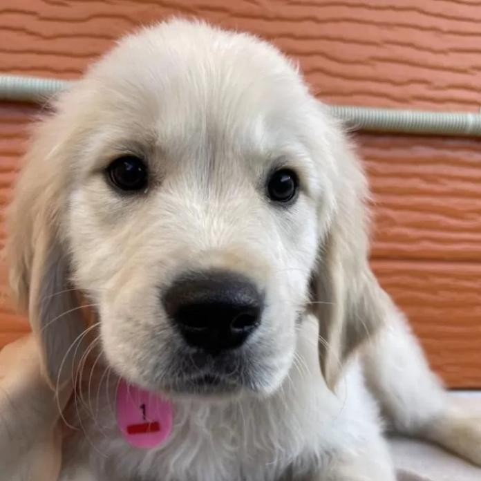 ゴールデンレトリバー(茨城県・男の子・2026/01/03・ゴールド)の子犬情報! | 福田 祥子ブリーダー(1163)