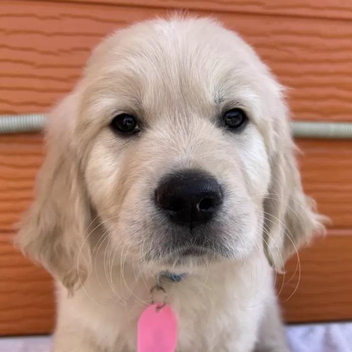 ゴールデンレトリバー(茨城県・男の子・2026/01/03・ゴールド)の子犬情報! | 福田 祥子ブリーダー(1164)