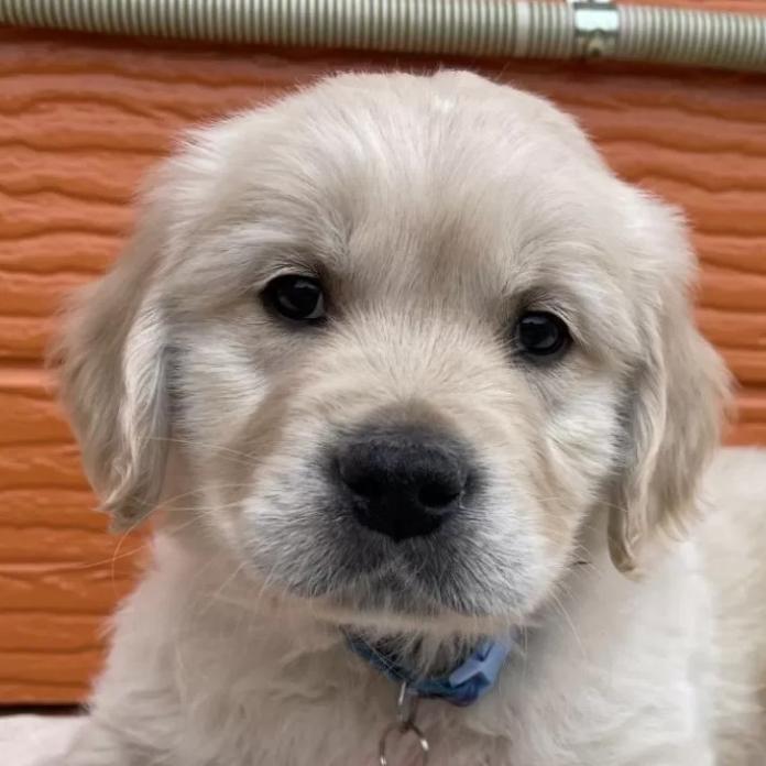 ゴールデンレトリバー(茨城県・男の子・2026/01/03・ゴールド)の子犬情報! | 福田 祥子ブリーダー(1165)