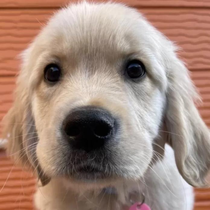 ゴールデンレトリバー(茨城県・男の子・2026/01/03・ゴールド)の子犬情報! | 福田 祥子ブリーダー(1165)