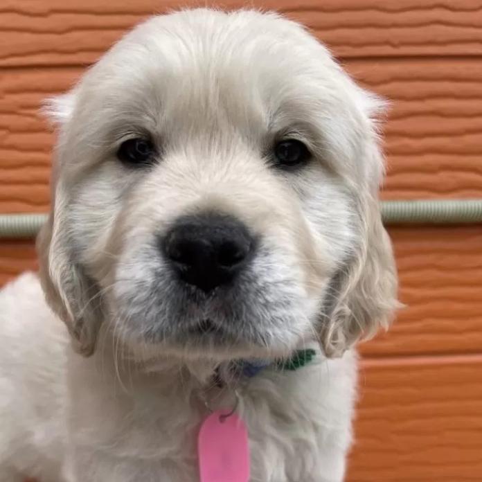 ゴールデンレトリバー(茨城県・男の子・2026/01/03・ゴールド)の子犬情報! | 福田 祥子ブリーダー(1166)