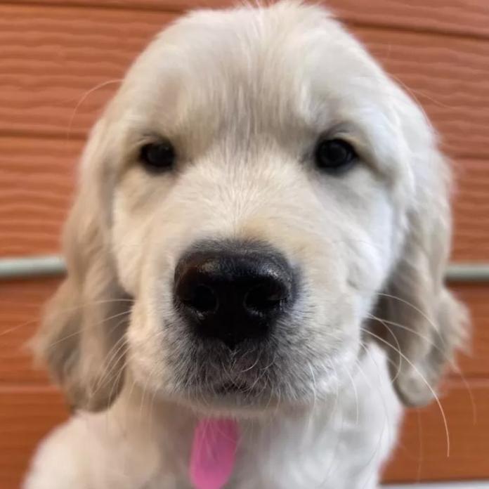 ゴールデンレトリバー(茨城県・男の子・2026/01/03・ゴールド)の子犬情報! | 福田 祥子ブリーダー(1166)