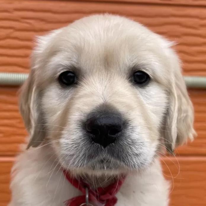 ゴールデンレトリバー(茨城県・女の子・2026/01/03・ゴールド)の子犬情報! | 福田 祥子ブリーダー(1167)