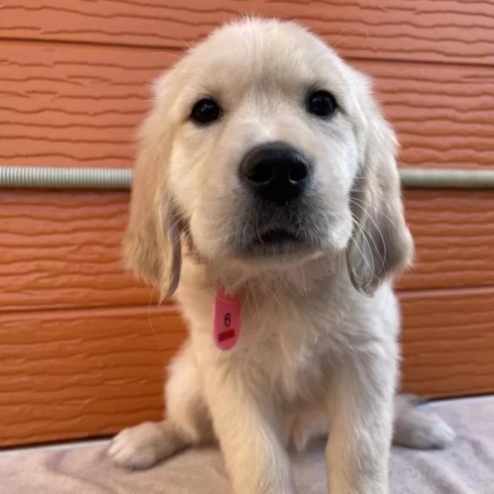 ゴールデンレトリバー(茨城県・女の子・2026/01/03・ゴールド)の子犬情報! | 福田 祥子ブリーダー(1167)