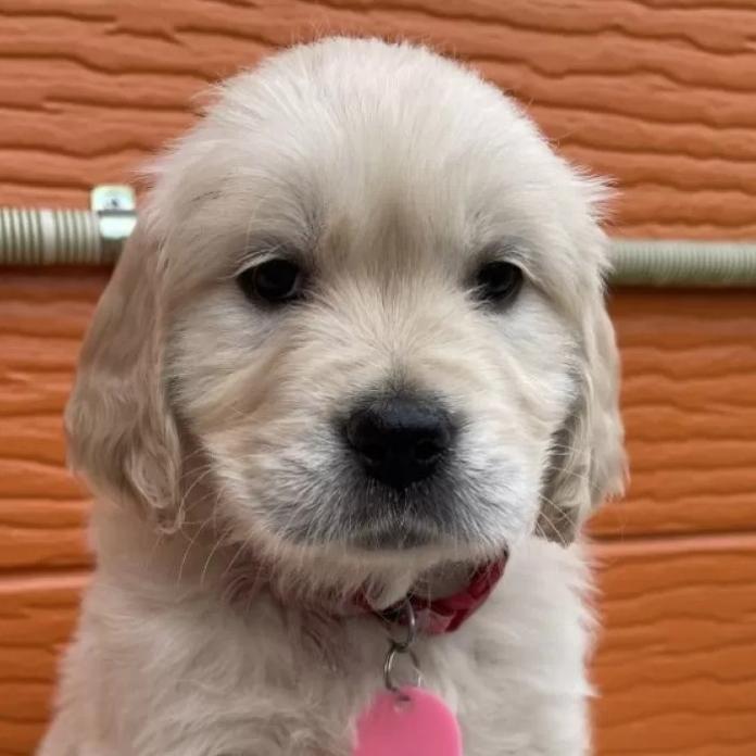 ゴールデンレトリバー(茨城県・女の子・2026/01/03・ゴールド)の子犬情報! | 福田 祥子ブリーダー(1168)