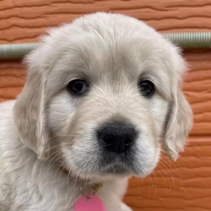 ゴールデンレトリバー(茨城県・女の子・2026/01/03・ゴールド)の子犬情報! | 福田 祥子ブリーダー(1169)