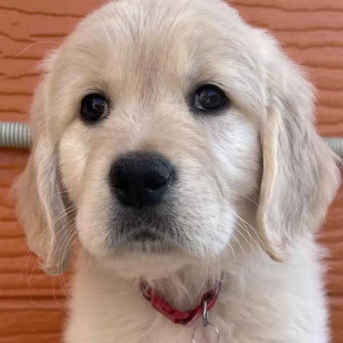 ゴールデンレトリバー(茨城県・女の子・2026/01/03・ゴールド)の子犬情報! | 福田 祥子ブリーダー(1169)