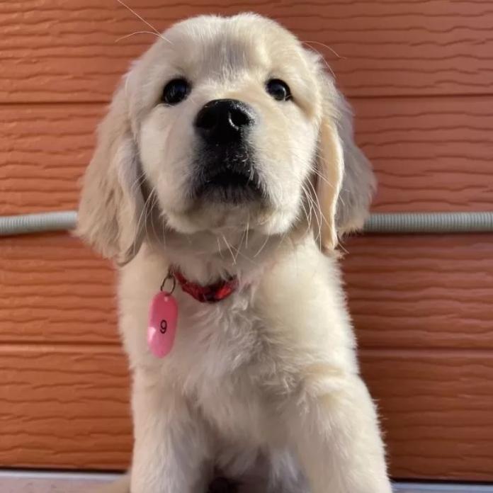 ゴールデンレトリバー(茨城県・女の子・2026/01/03・ゴールド)の子犬情報! | 福田 祥子ブリーダー(1169)