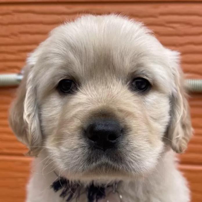 ゴールデンレトリバー(茨城県・男の子・2026/01/07・ゴールド)の子犬情報! | 福田 祥子ブリーダー(1170)