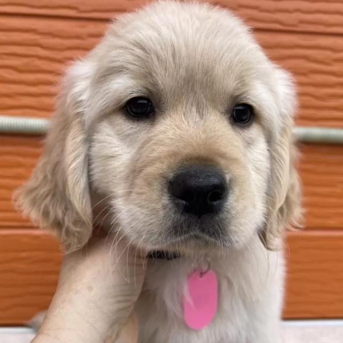 ゴールデンレトリバー(茨城県・男の子・2026/01/07・ゴールド)の子犬情報! | 福田 祥子ブリーダー(1170)