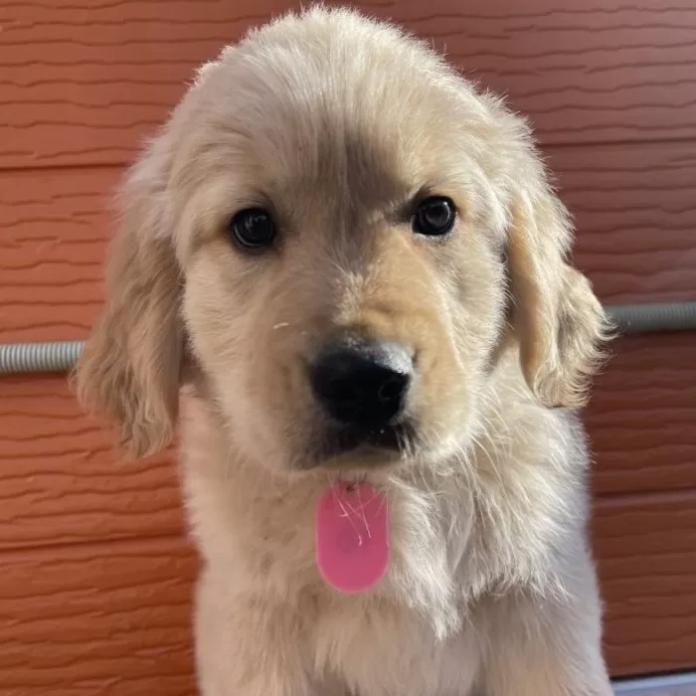 ゴールデンレトリバー(茨城県・男の子・2026/01/07・ゴールド)の子犬情報! | 福田 祥子ブリーダー(1170)