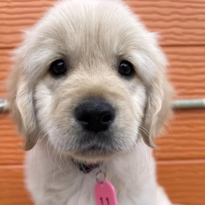 ゴールデンレトリバー(茨城県・男の子・2026/01/07・ゴールド)の子犬情報! | 福田 祥子ブリーダー(1171)