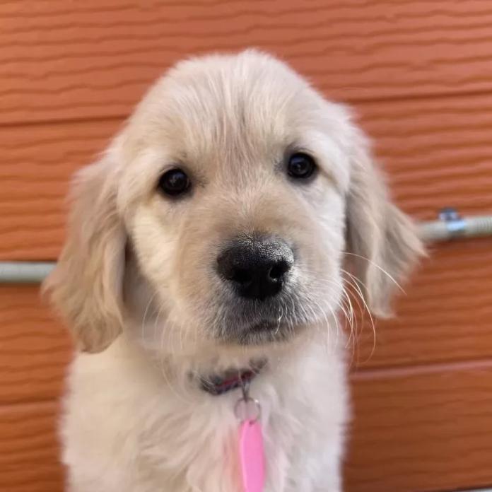 ゴールデンレトリバー(茨城県・男の子・2026/01/07・ゴールド)の子犬情報! | 福田 祥子ブリーダー(1171)