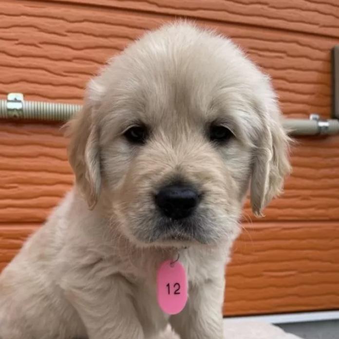 ゴールデンレトリバー(茨城県・男の子・2026/01/07・ゴールド)の子犬情報! | 福田 祥子ブリーダー(1172)