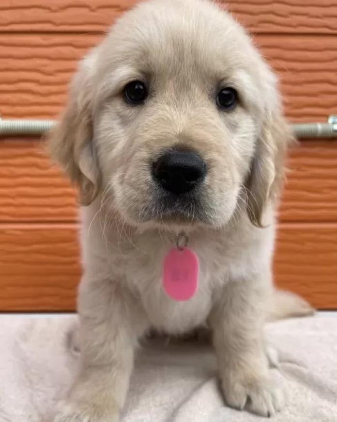 ゴールデンレトリバー(茨城県・男の子・2026/01/07・ゴールド)の子犬情報! | 福田 祥子ブリーダー(1172)