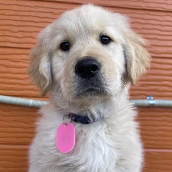 ゴールデンレトリバー(茨城県・男の子・2026/01/07・ゴールド)の子犬情報! | 福田 祥子ブリーダー(1172)