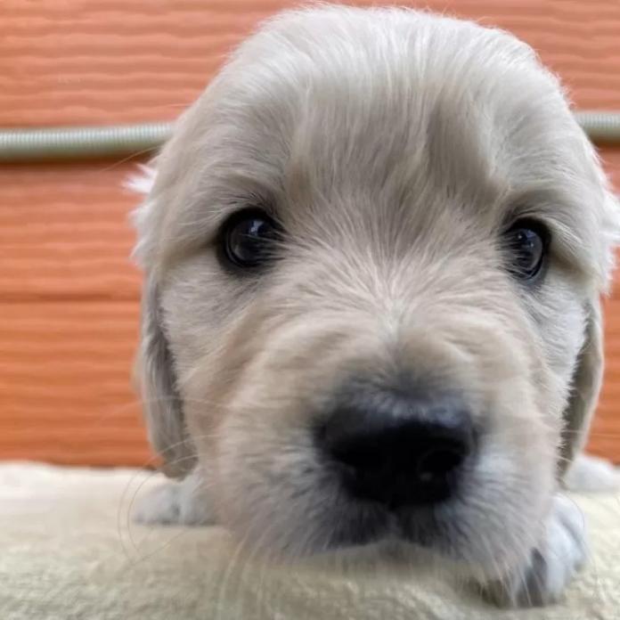 ゴールデンレトリバー(茨城県・男の子・2026/01/09・ゴールド)の子犬情報! | 福田 祥子ブリーダー(1173)