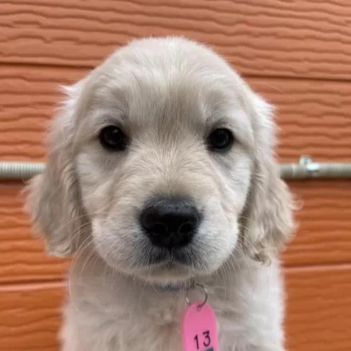 ゴールデンレトリバー(茨城県・男の子・2026/01/09・ゴールド)の子犬情報! | 福田 祥子ブリーダー(1173)