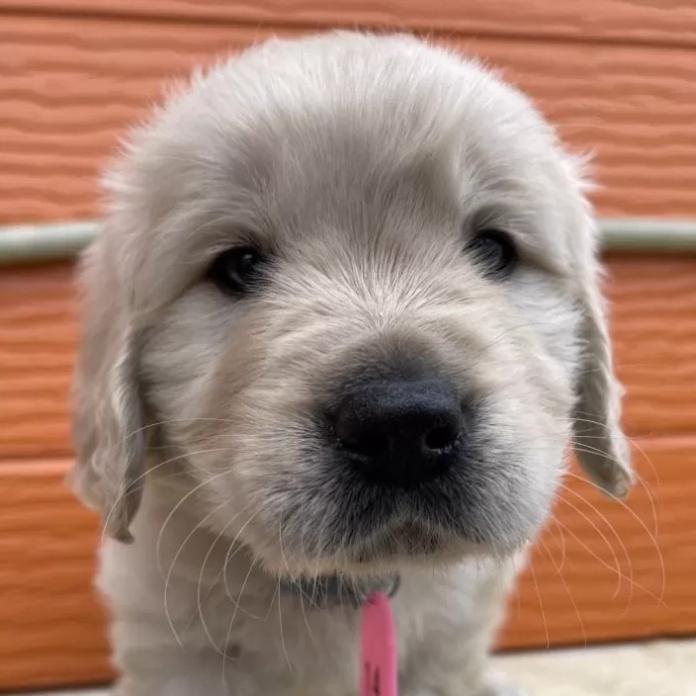 ゴールデンレトリバー(茨城県・男の子・2026/01/09・ゴールド)の子犬情報! | 福田 祥子ブリーダー(1174)