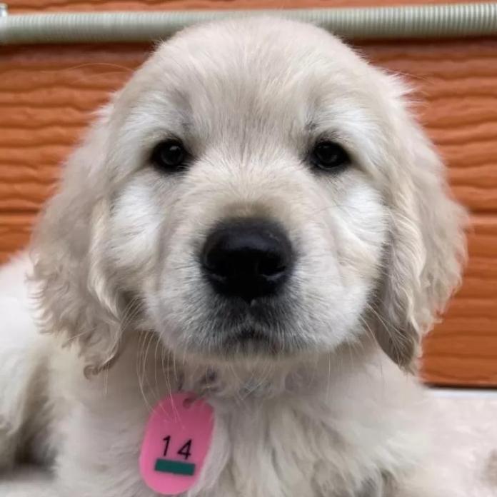 ゴールデンレトリバー(茨城県・男の子・2026/01/09・ゴールド)の子犬情報! | 福田 祥子ブリーダー(1174)